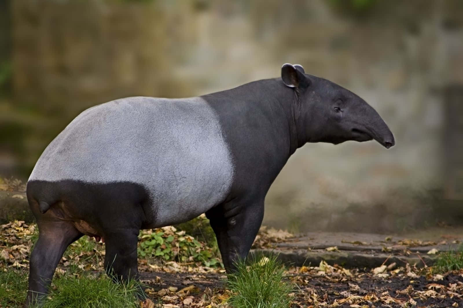 Malayan Tapir Standing Outdoors.jpg Background