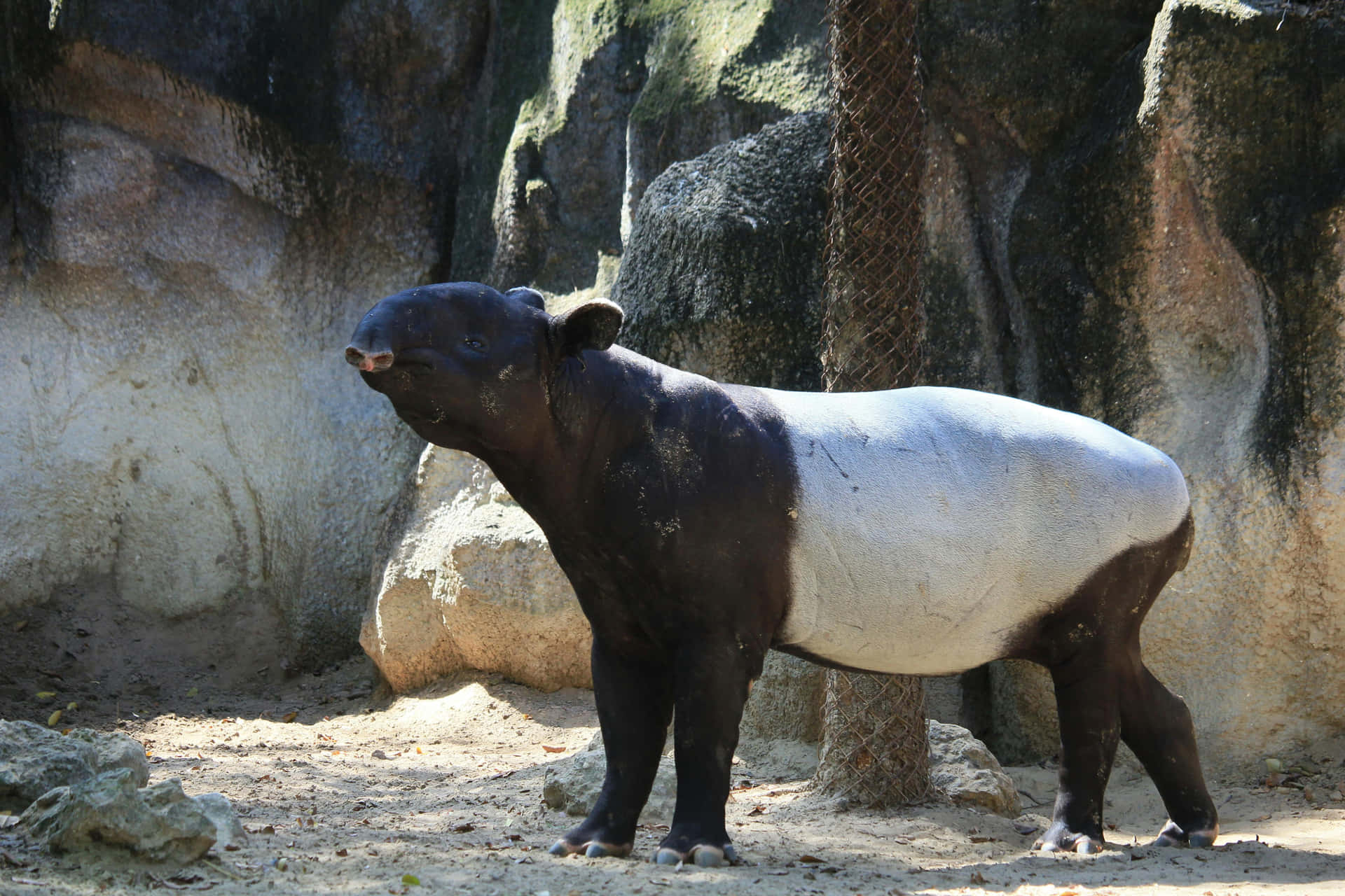 Malayan Tapir Standing Rocks Background