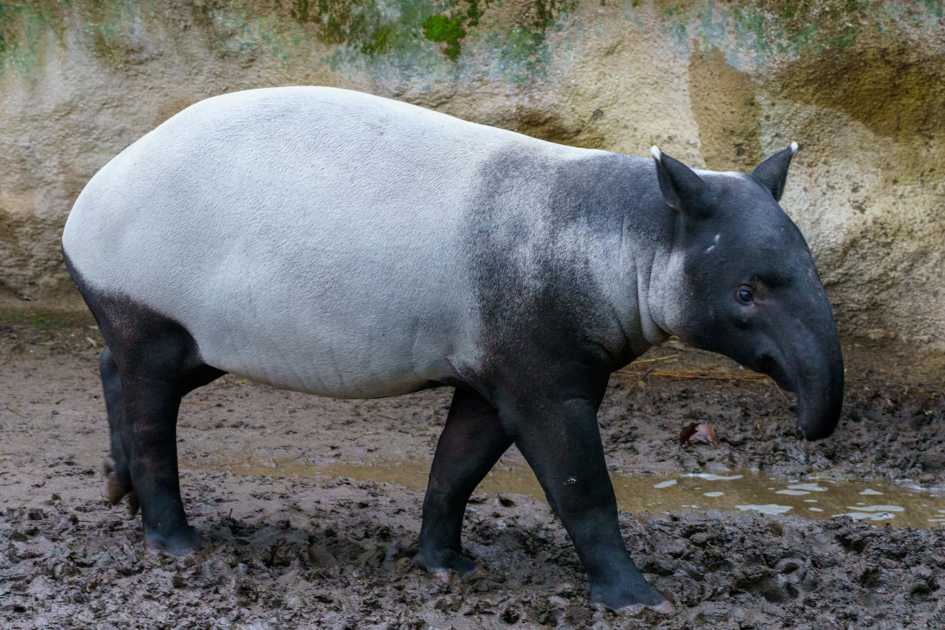 Malayan Tapir Standingin Mud Background