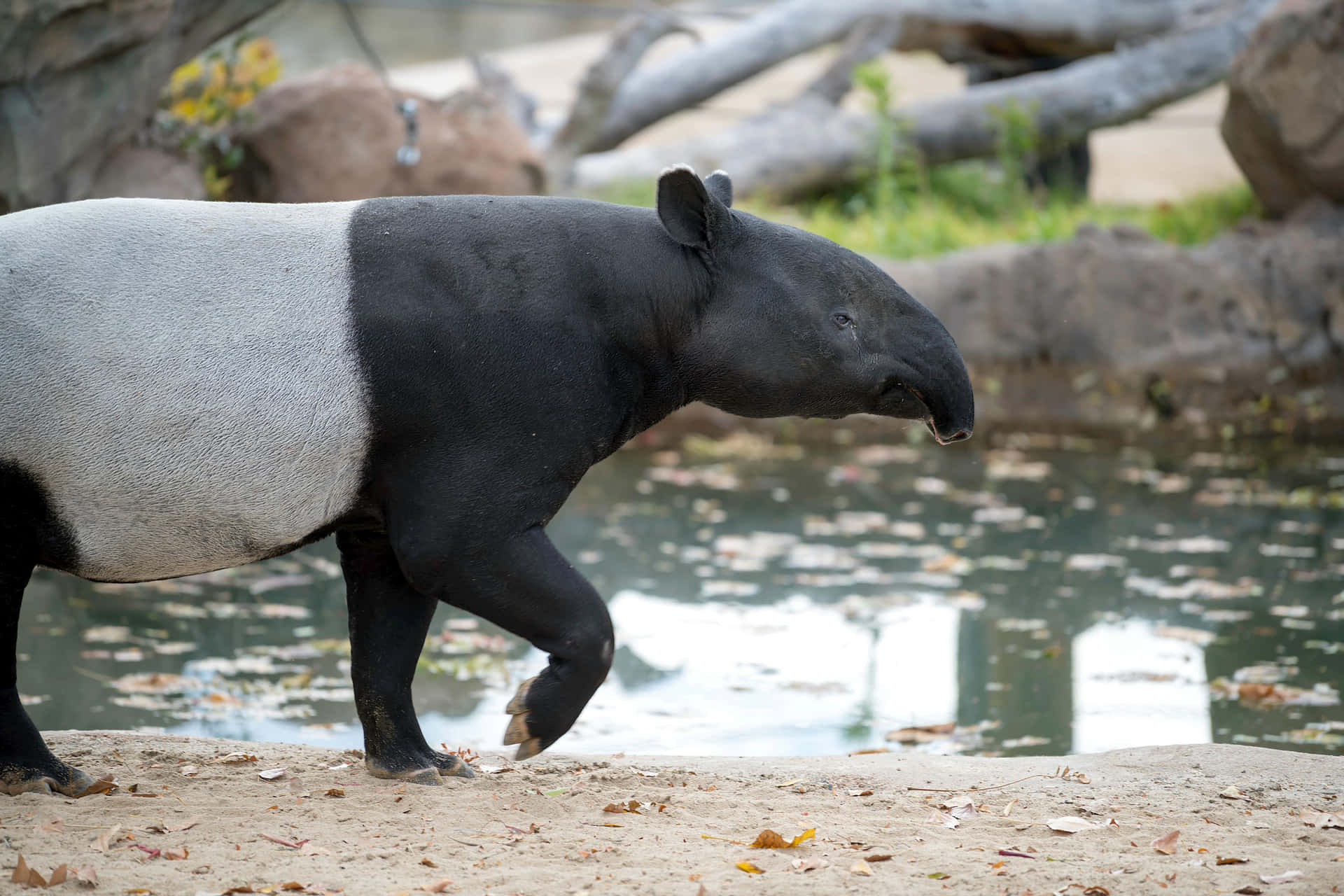 Malayan Tapirby Water Edge