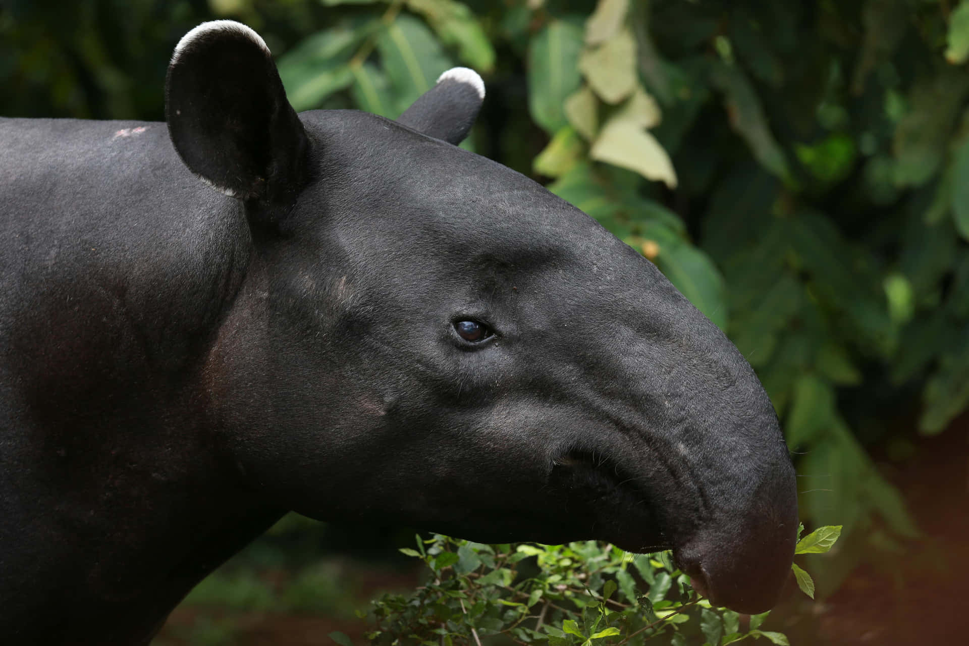 Malayan Tapirin Habitat.jpg