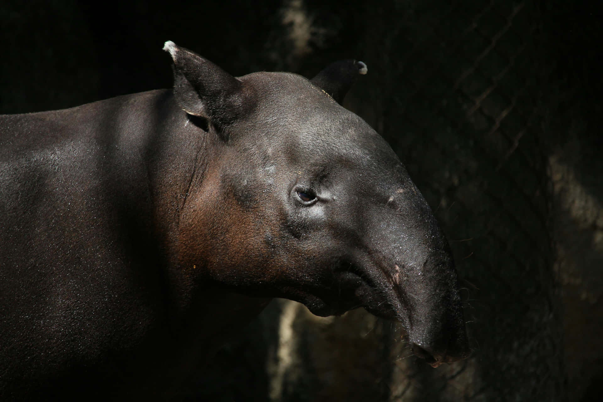 Malayan Tapirin Shadow