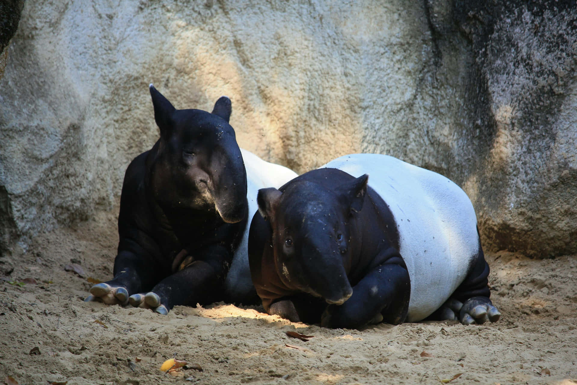 Malayan Tapirs Resting Together