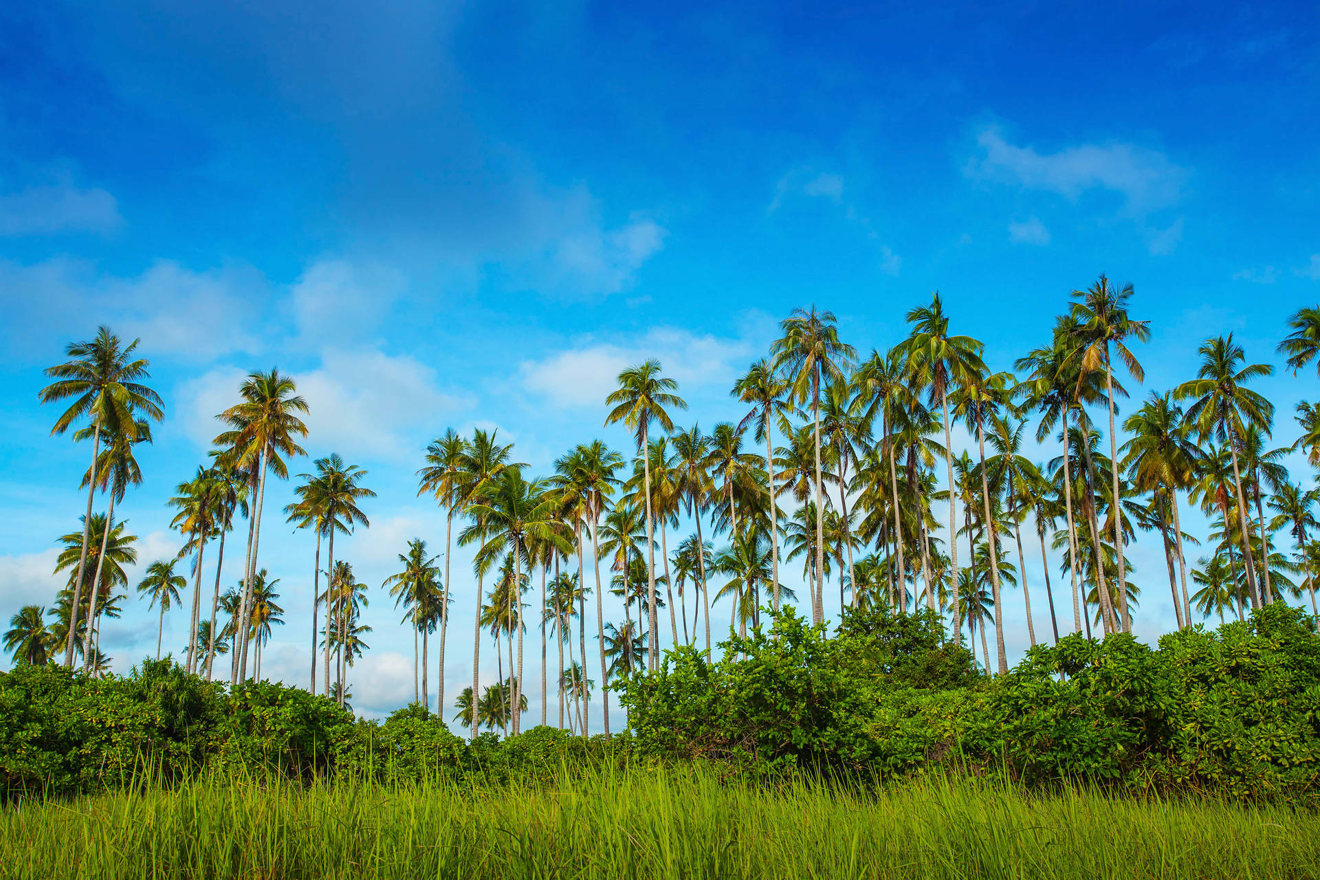 Malaysia Tropical Trees Background