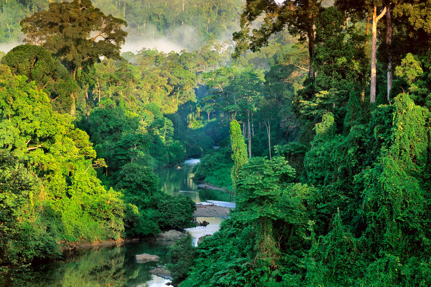 Malaysia Wild Jungle Background