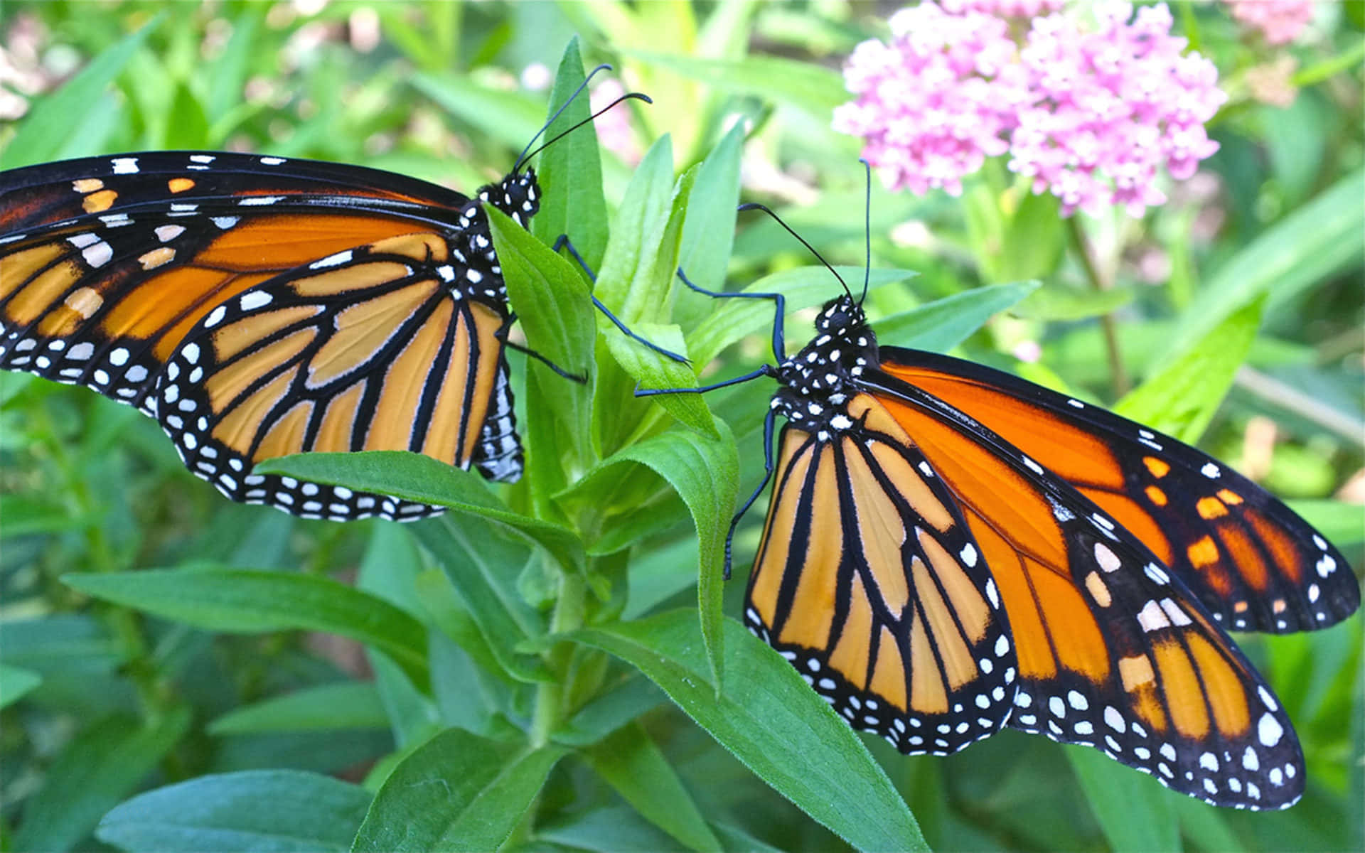 Male And Female Monarch Butterflies Background