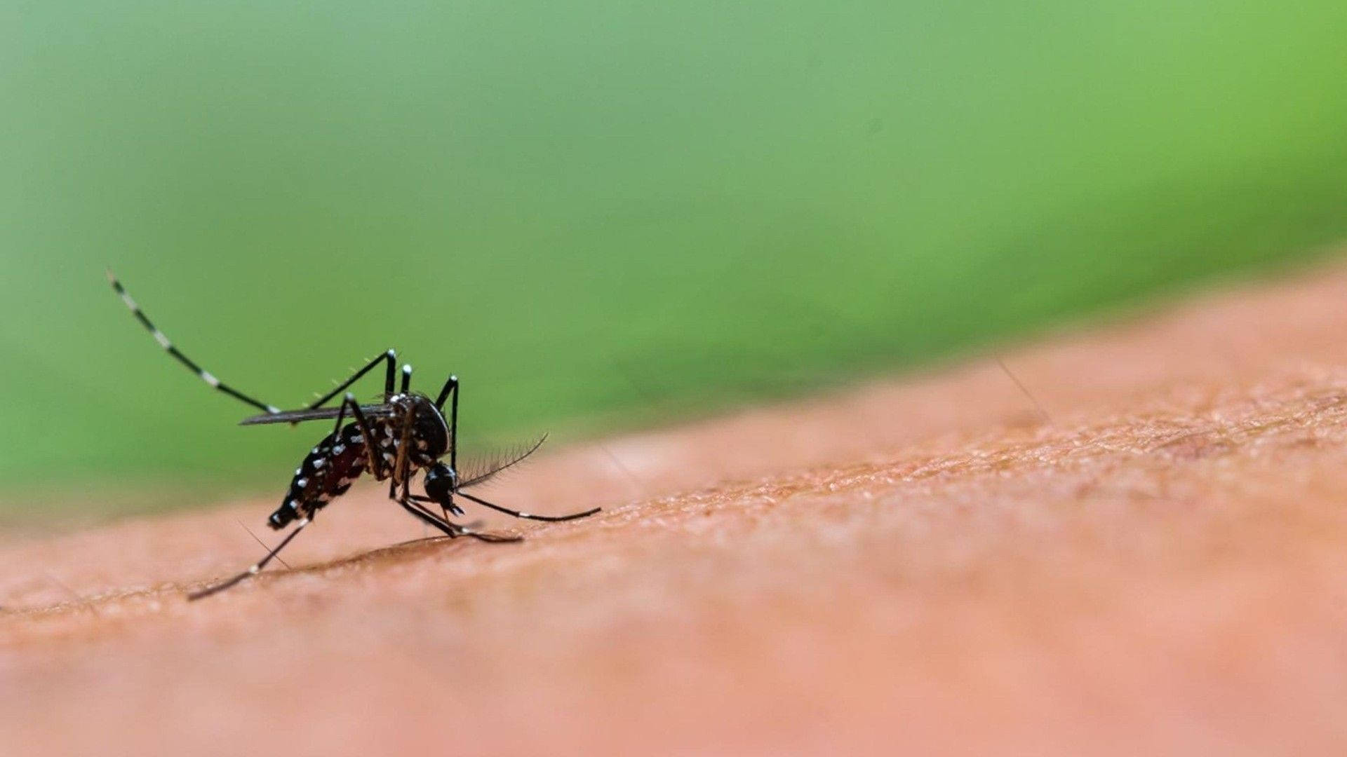 Male Asian Tiger Mosquito Background