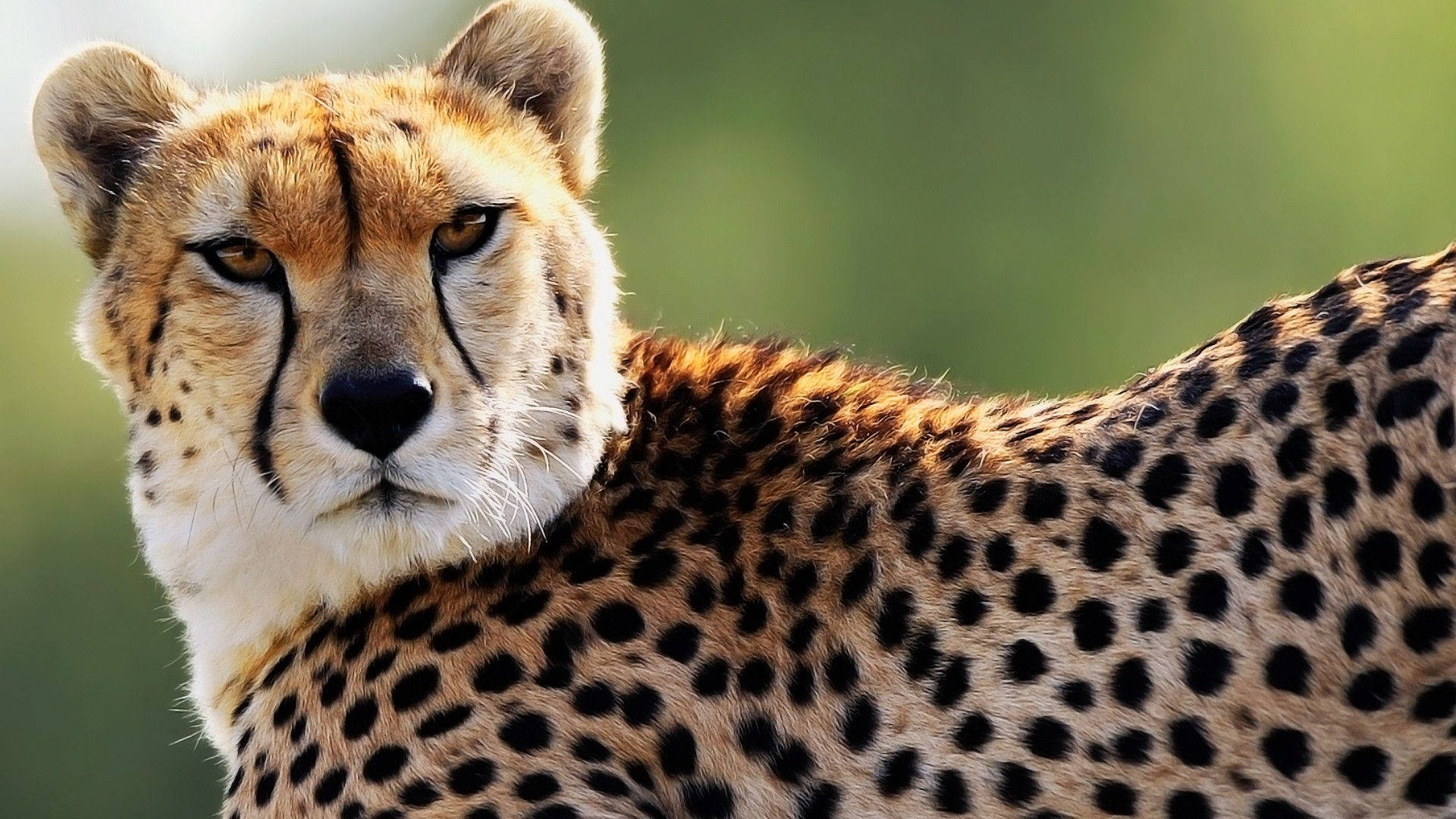 Male Asiatic Cheetah Background