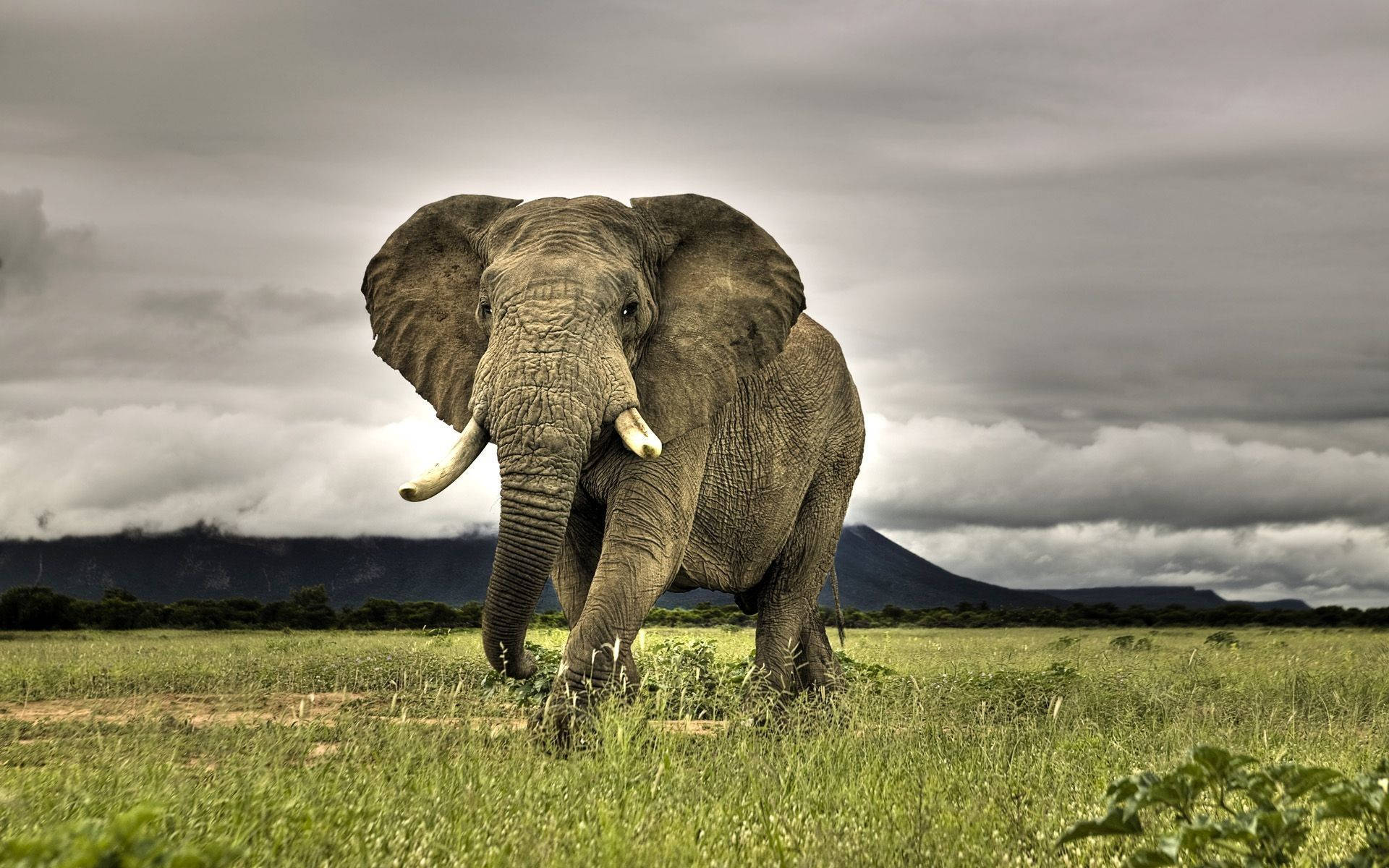 Male Bull Elephant Hd Background