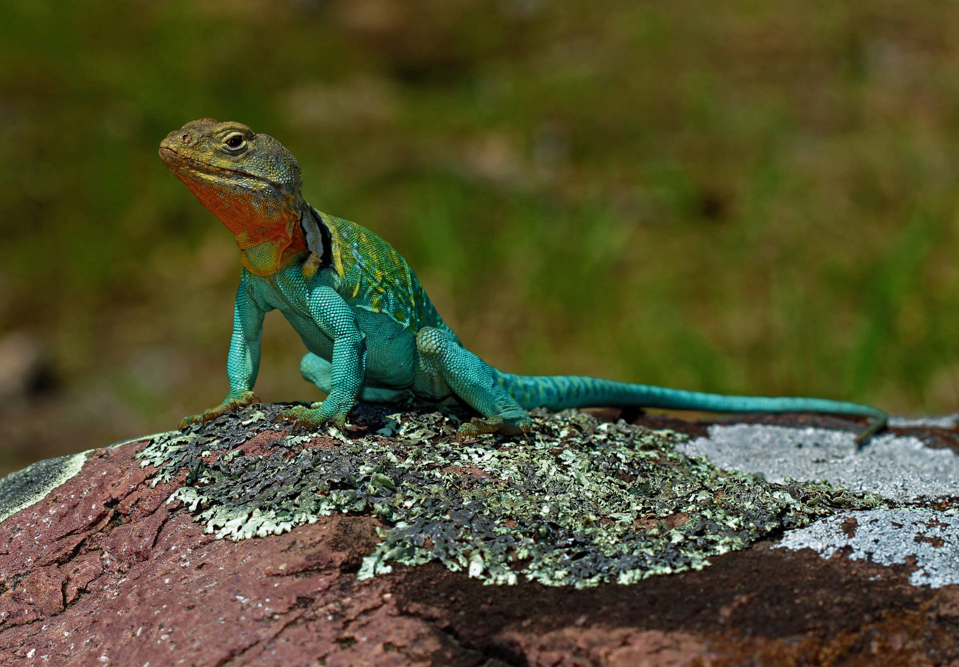 Male Eastern Collared Lizard Background