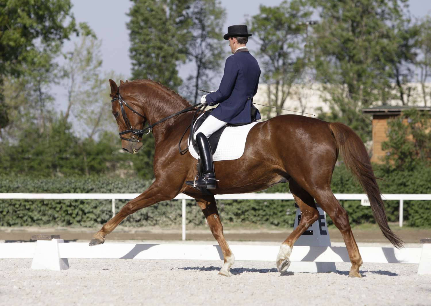 Male Equestrian Chestnut Dressage Horse Extended Trot Background