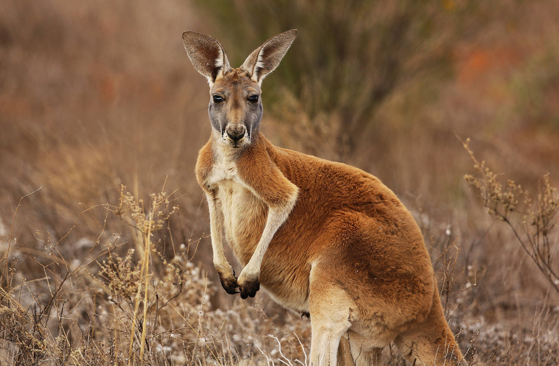 Male Kangaroo Photography Background