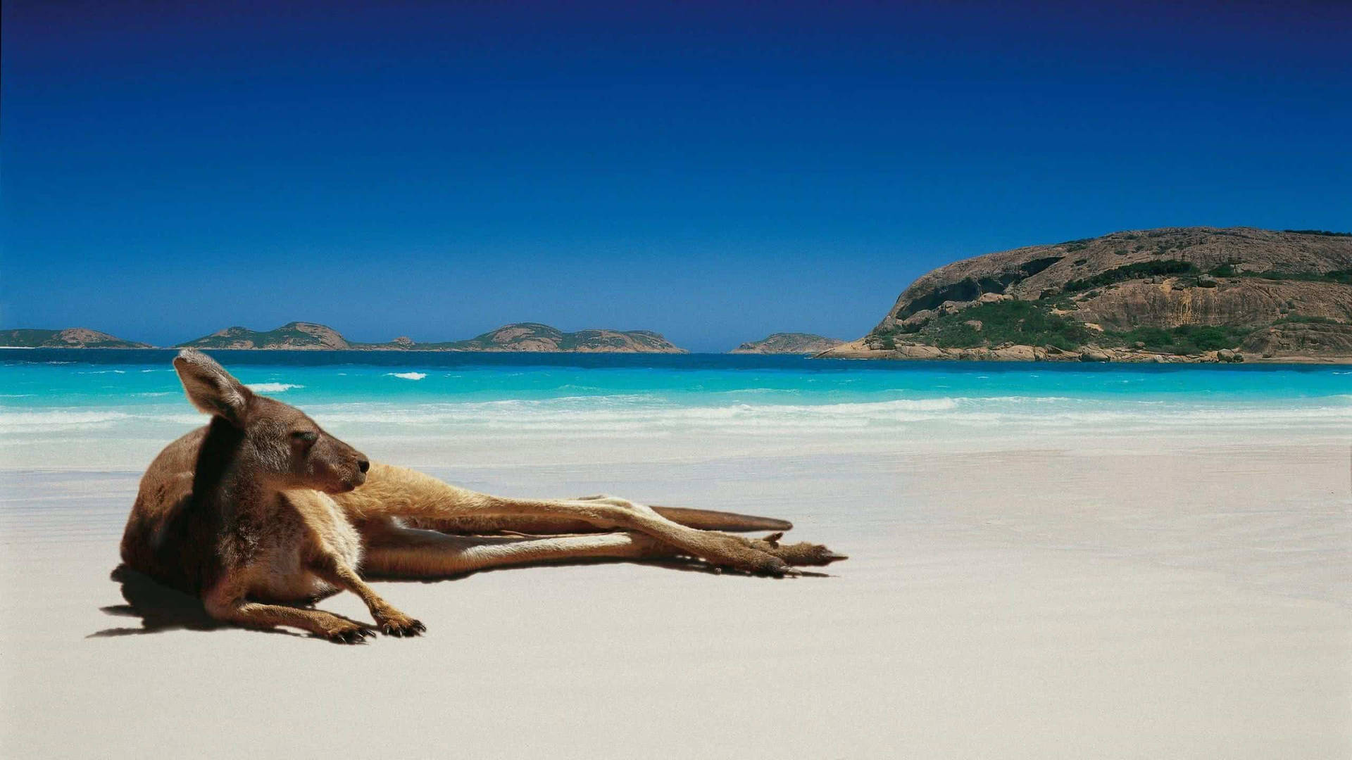 Male Kangaroo Sun Bathing Background