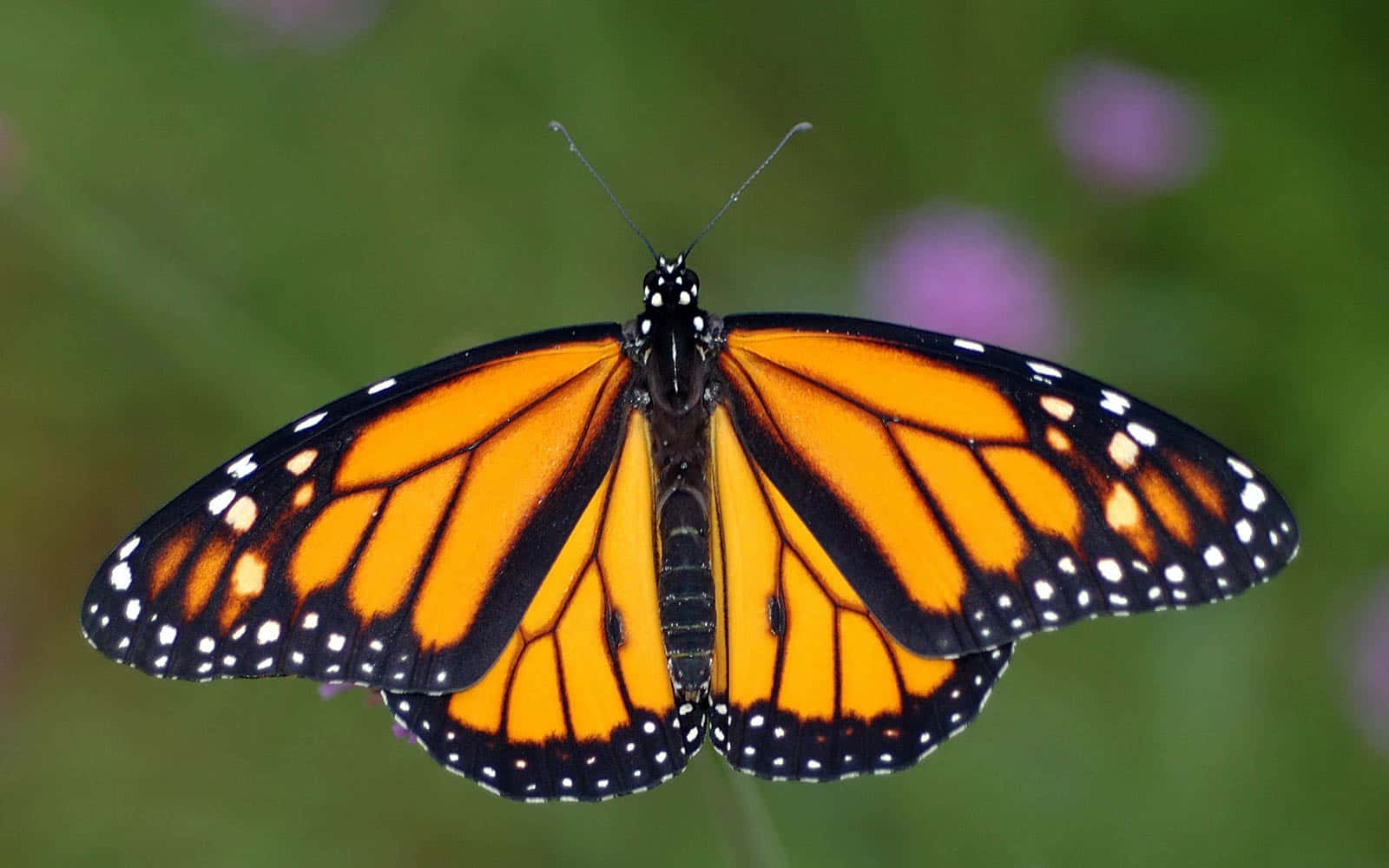 Male Orange Monarch Butterfly Close Up Shot Background