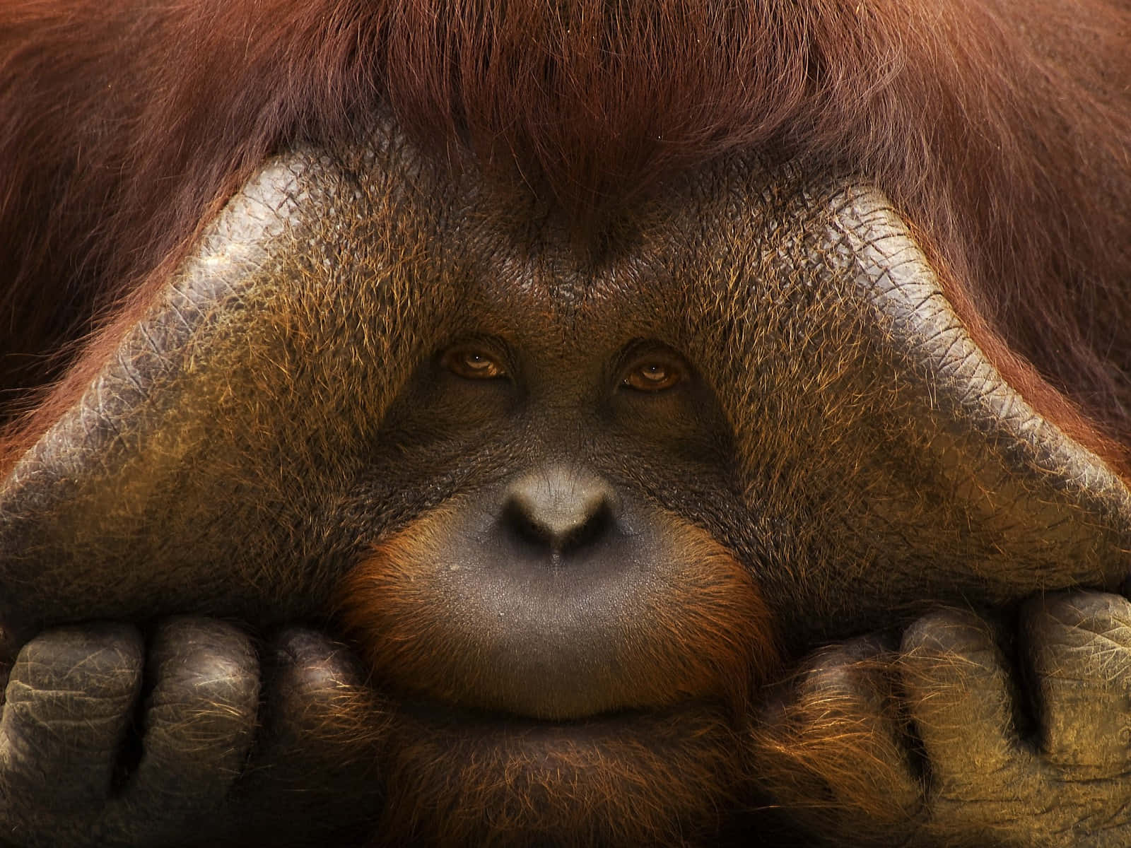 Male Orangutan Large Cheekpads Background