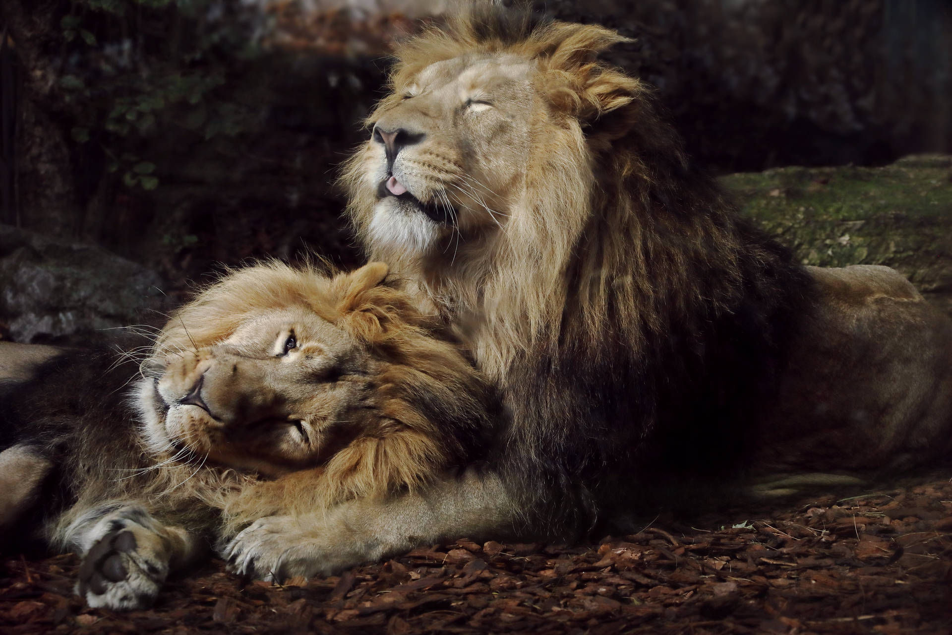 Male Pair Lion Desktop Background