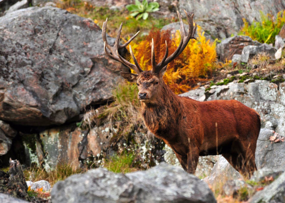 Male Red Deer Hunting Background