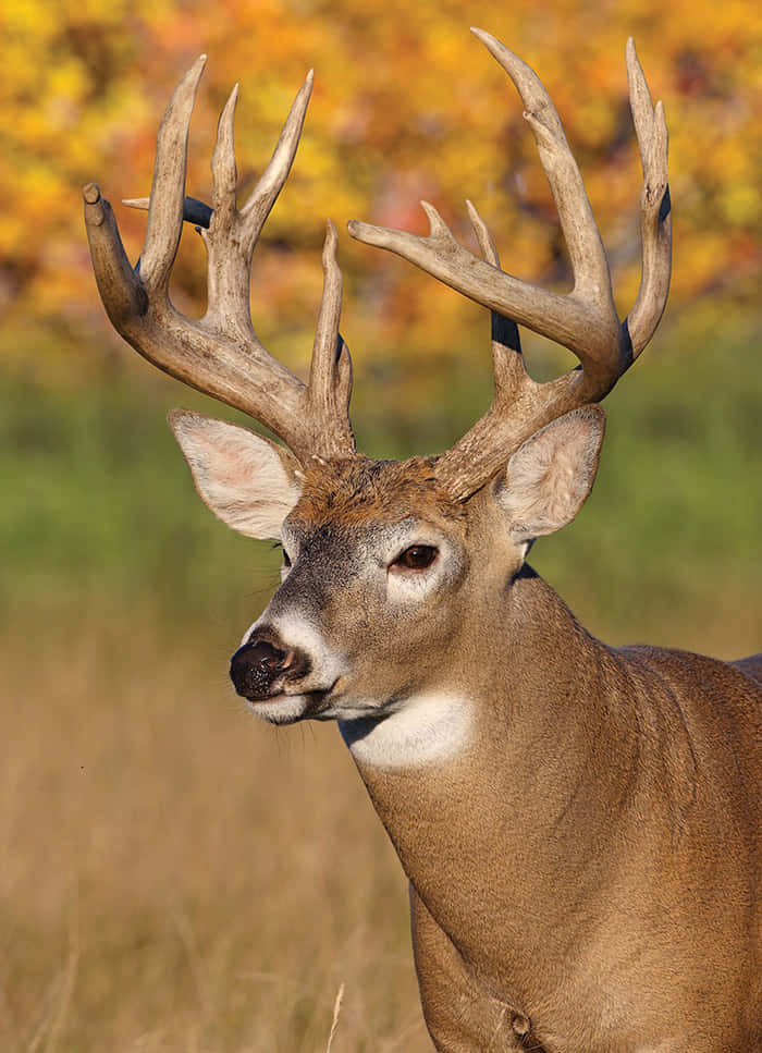 Male Whitetail Deer Standing Proudly In Forest Background