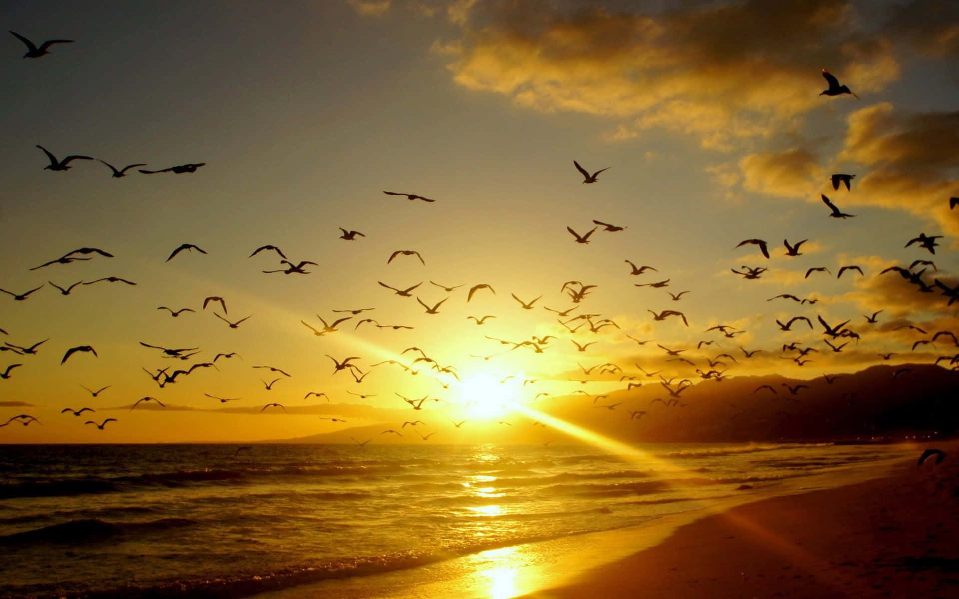 Malibu Beach Sunrise Desktop Ocean Birds Background