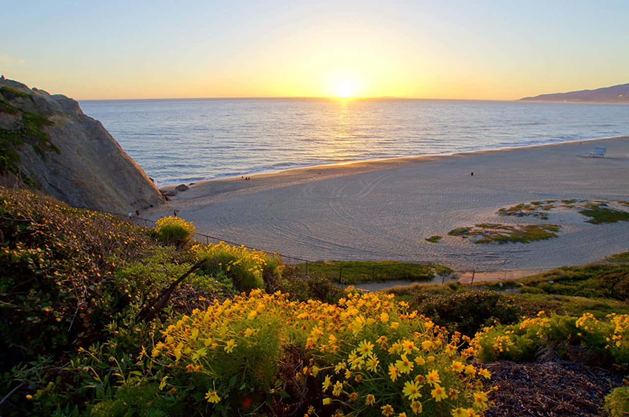 Malibu Beach Sunrise Desktop Yellow Flowers Background