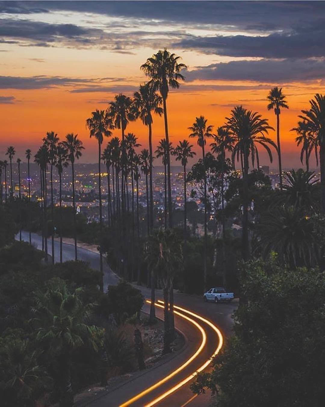 Malibu California Road Palm Trees