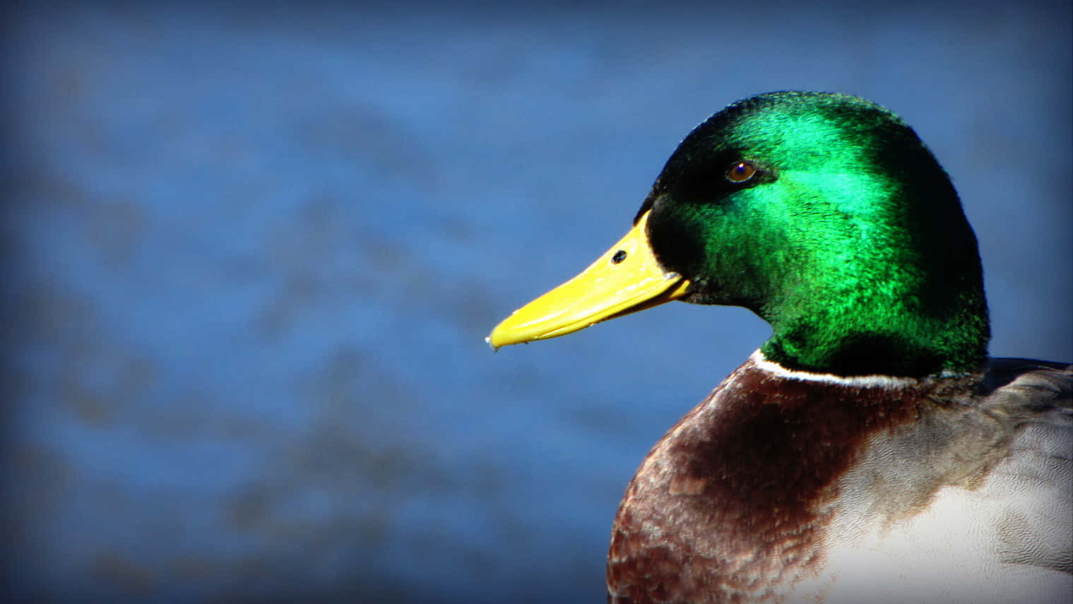 Mallard Duck For Duck Hunting Desktop Background