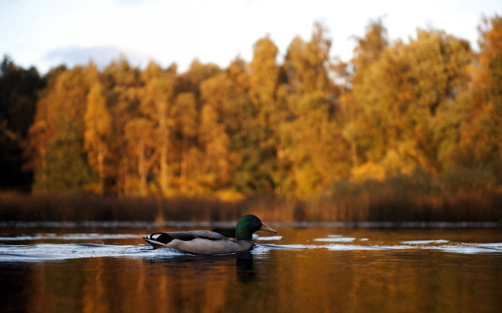 Mallard Duck In Lake Background