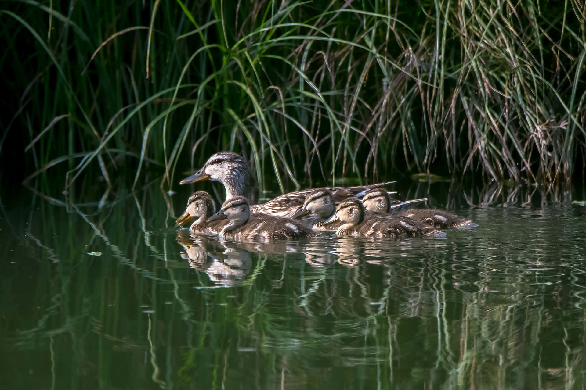 Mallard Duck Mother Bird Swimming