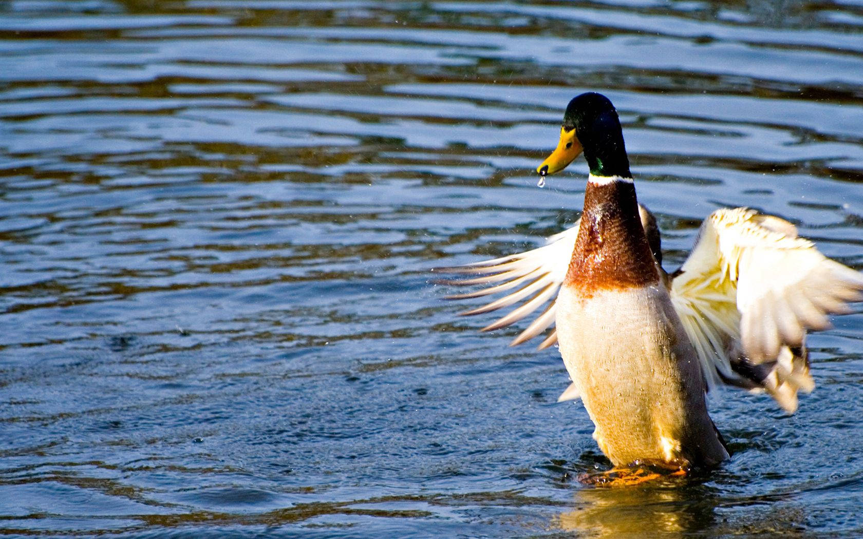 Mallard Duck On Water Background