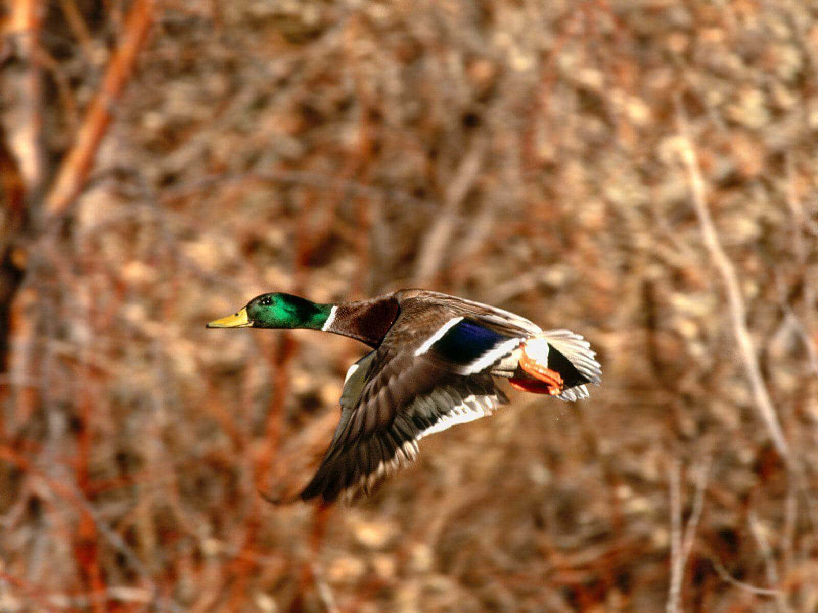 Mallard In Flight For Duck Hunting Desktop Background