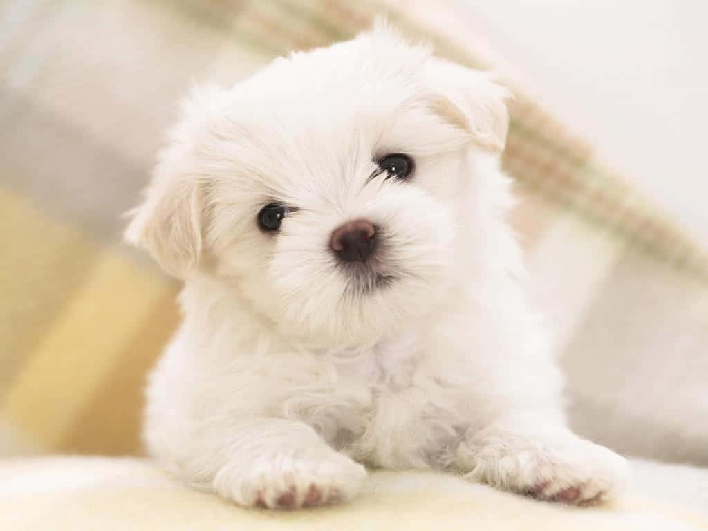 Maltese Dog Breeds Puppy