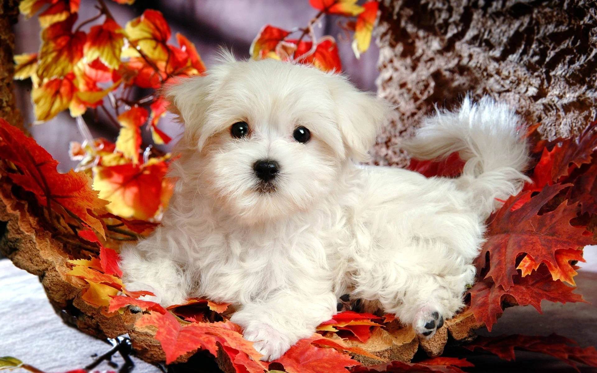 Maltese Dog In Fall Season Background