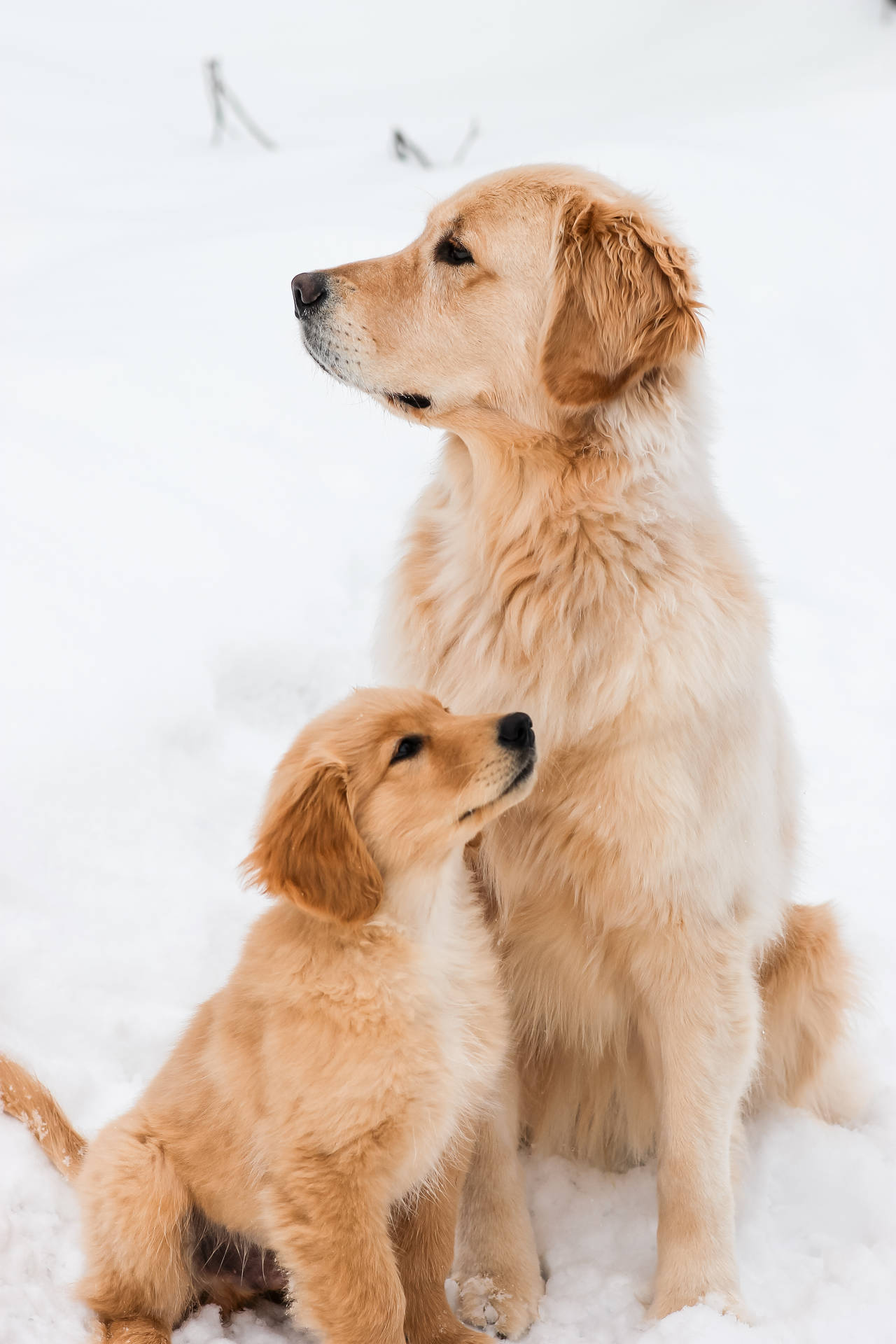 Mama And Baby Golden Retrievers Background