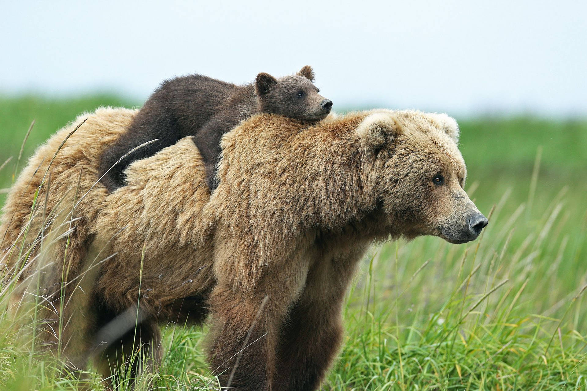 Mama Bear And Cub In Meadows Background