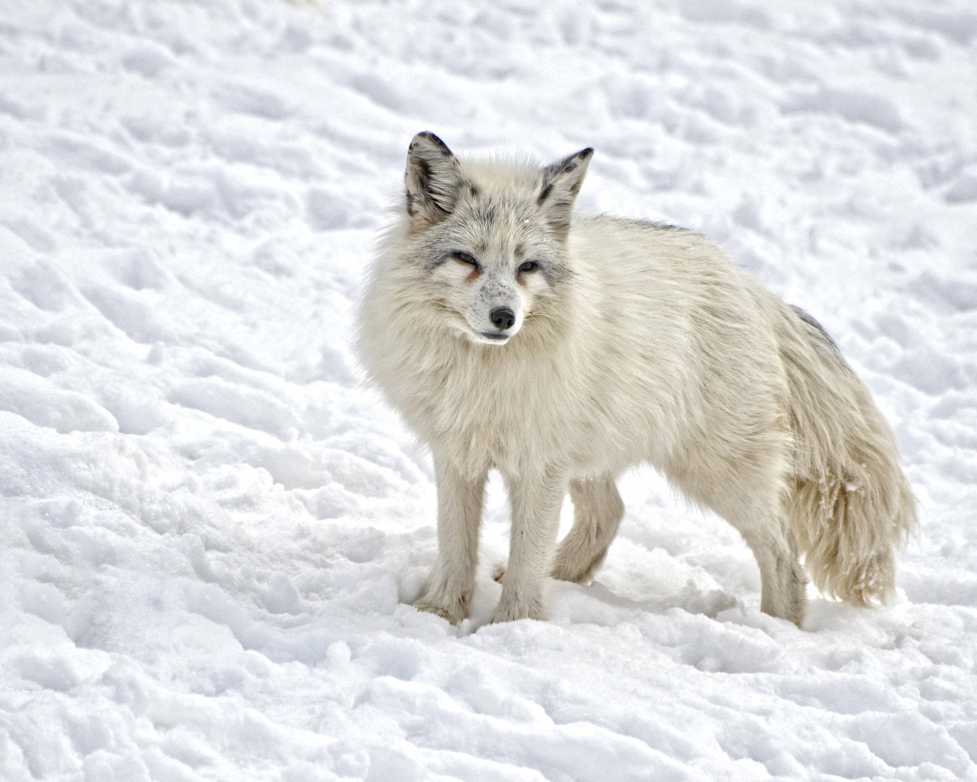 Mammal Wild Arctic Fox Background