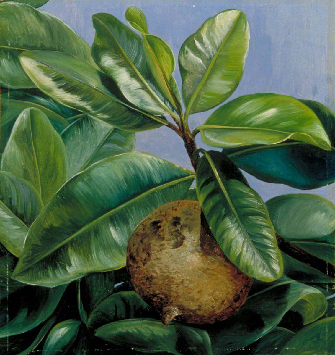 Mammee Apple Still Life Painting Background