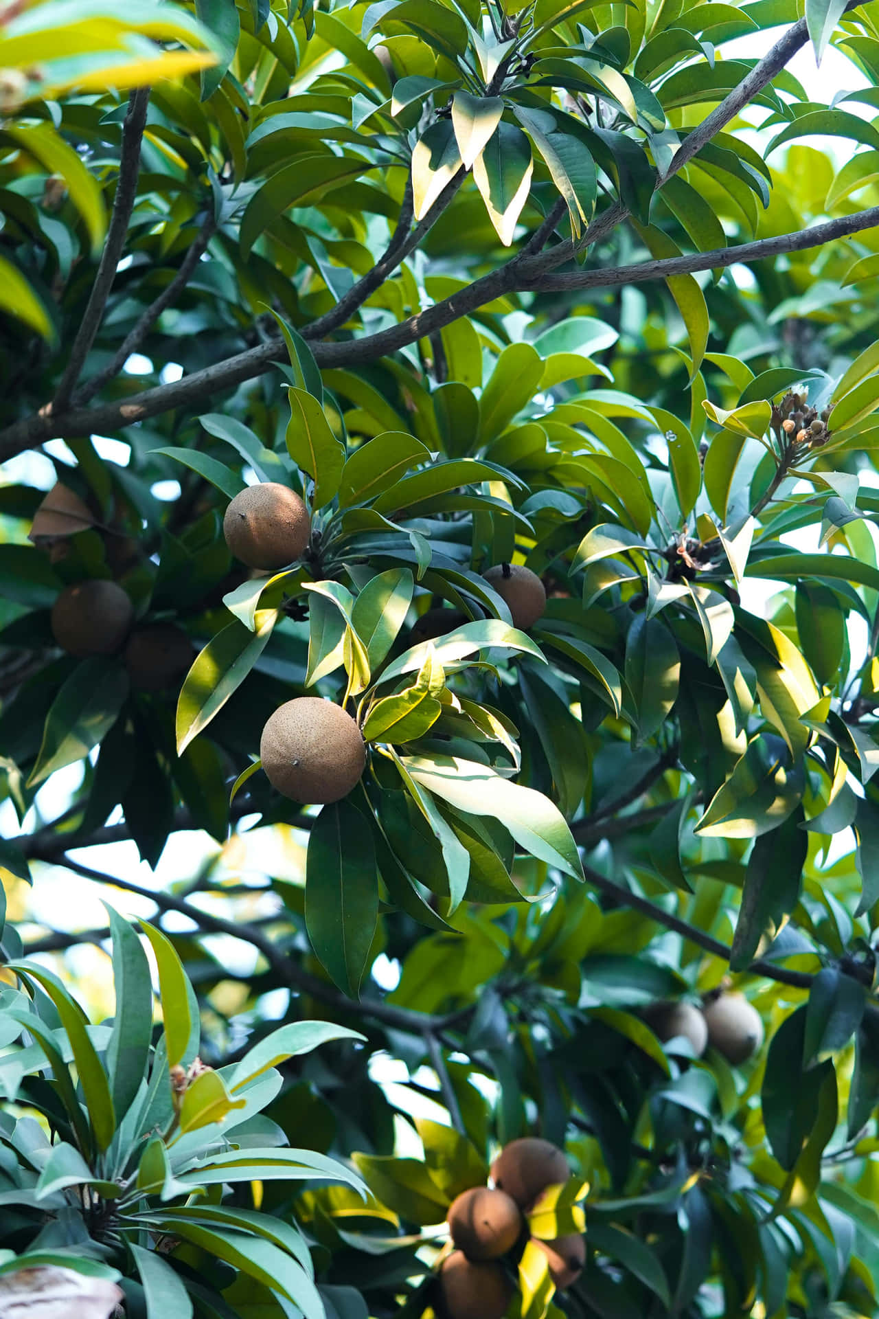 Mammee Apple Tree Fruits Background