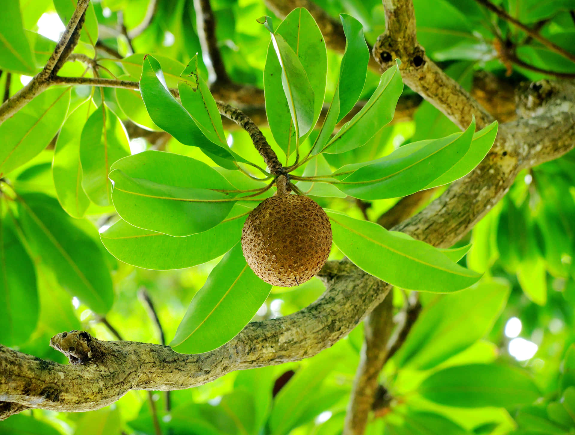 Mammee Appleon Tree Background