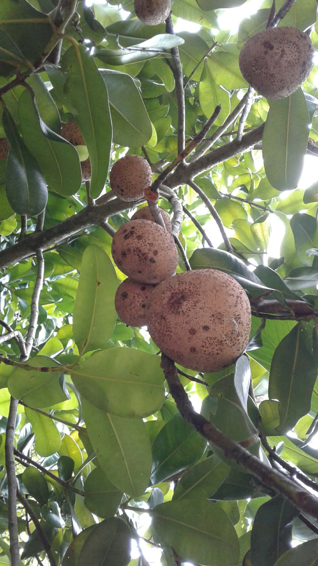 Mammee Brown Skin Fruit Tree Background