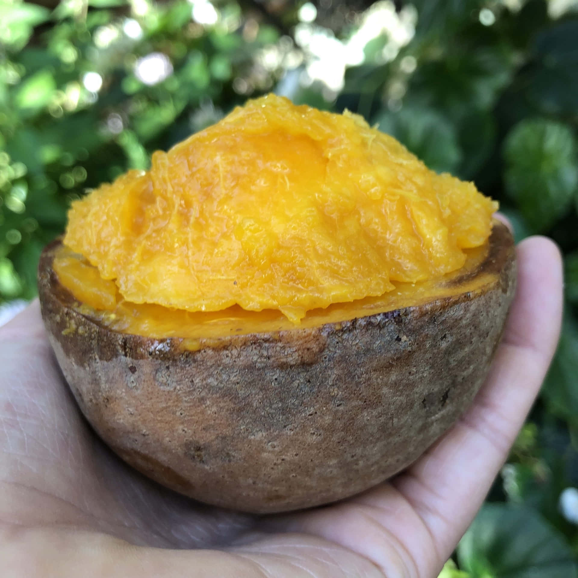 Mammee Fruit Halfin Hand Background