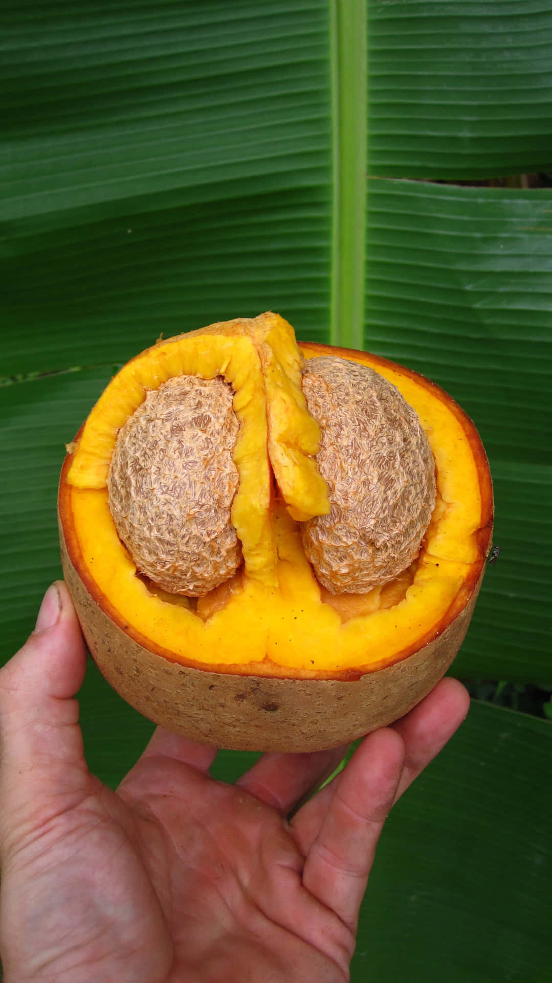 Mammee Fruit Halvedin Hand Background
