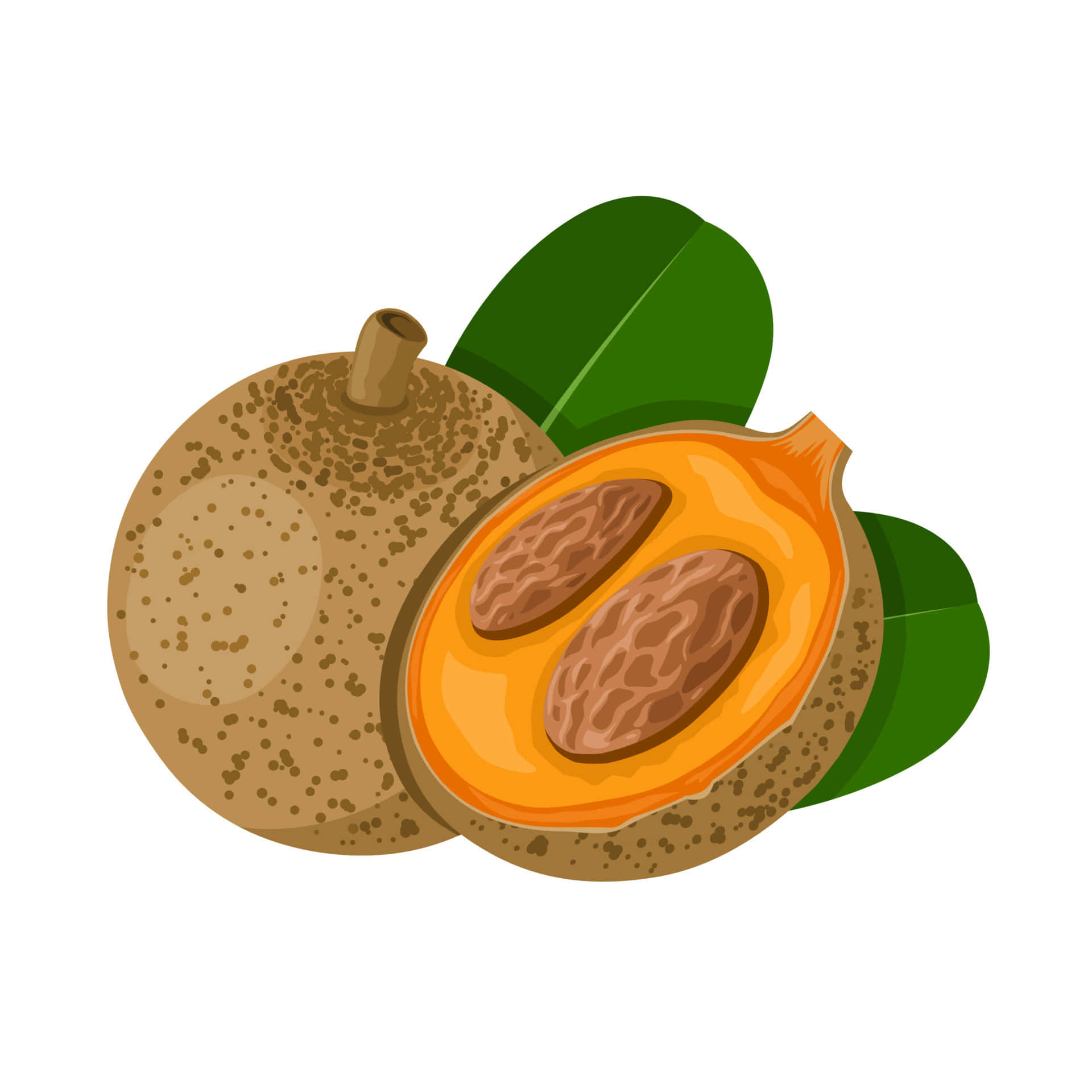 Mammee Fruit Illustration Background
