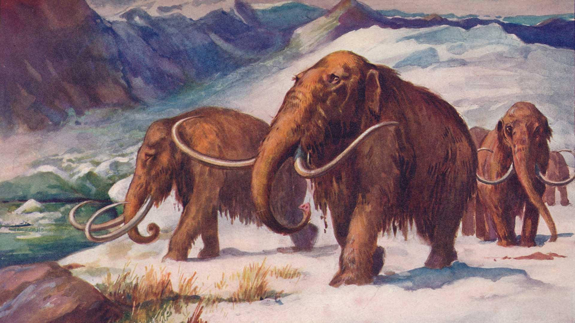 Mammoth Group In Snowy Land Background