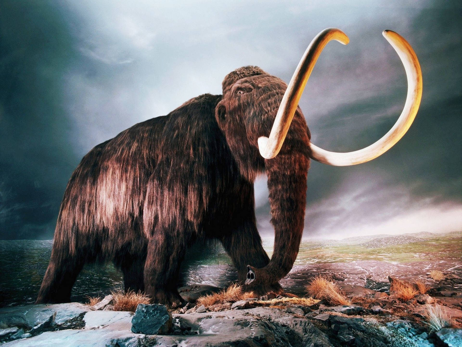 Mammoth In Barren Landscape Background