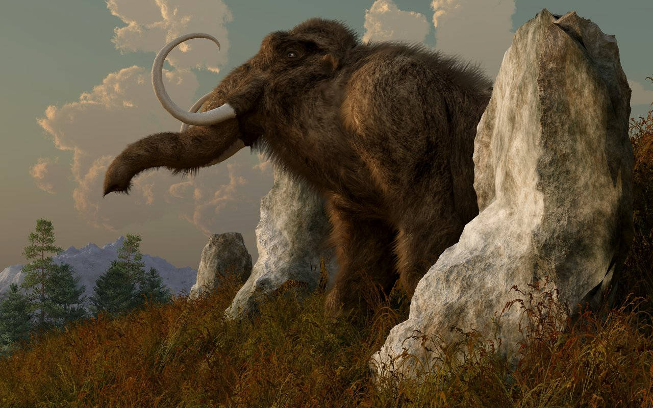 Mammoth In Between Rocks Background