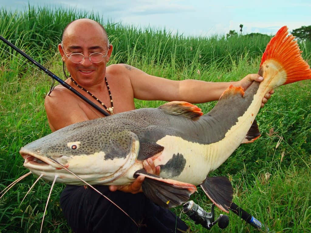 Man Caught Redtail Catfish Background