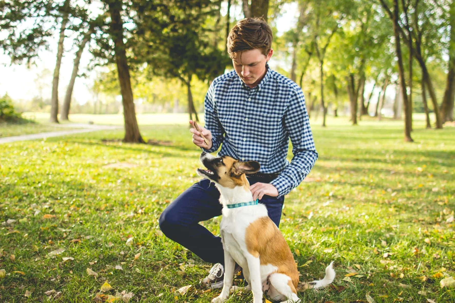 Man Dog Training Session Outdoors Background