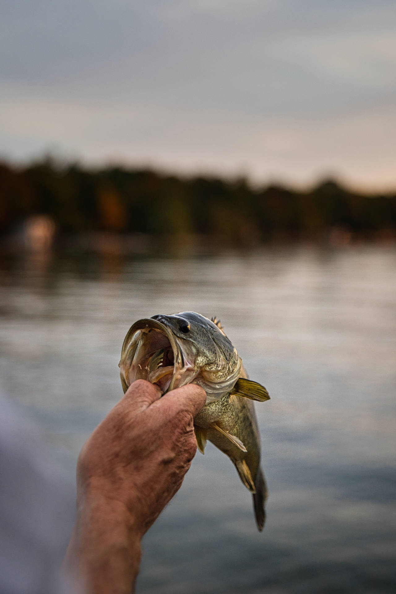 Man Fishing A Bass Background