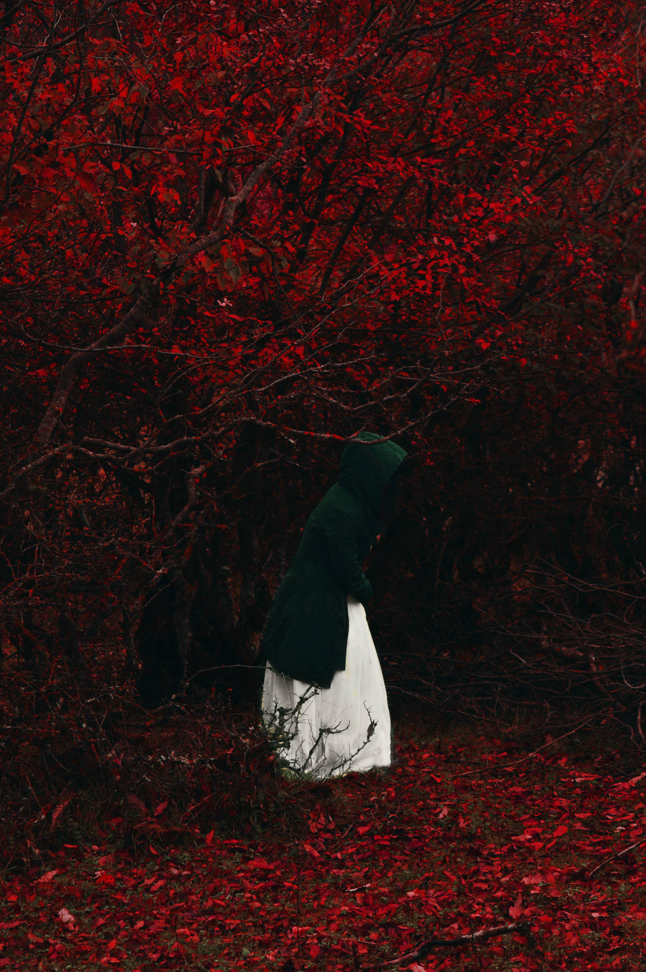 Man, Hood, Forest, Lonely, Loneliness, Autumn, Foliage, Red Background