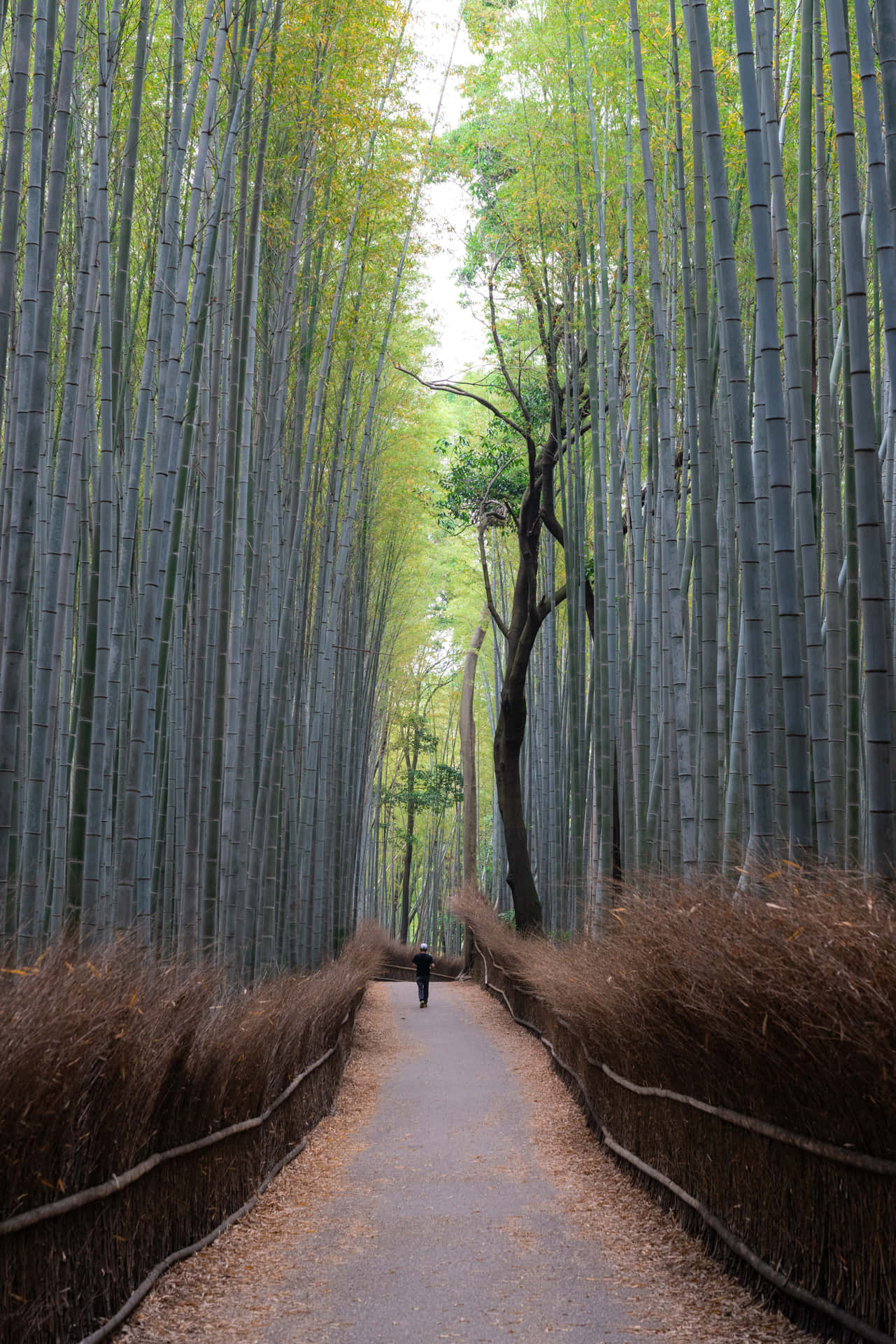 Man In Bamboo Forest Background